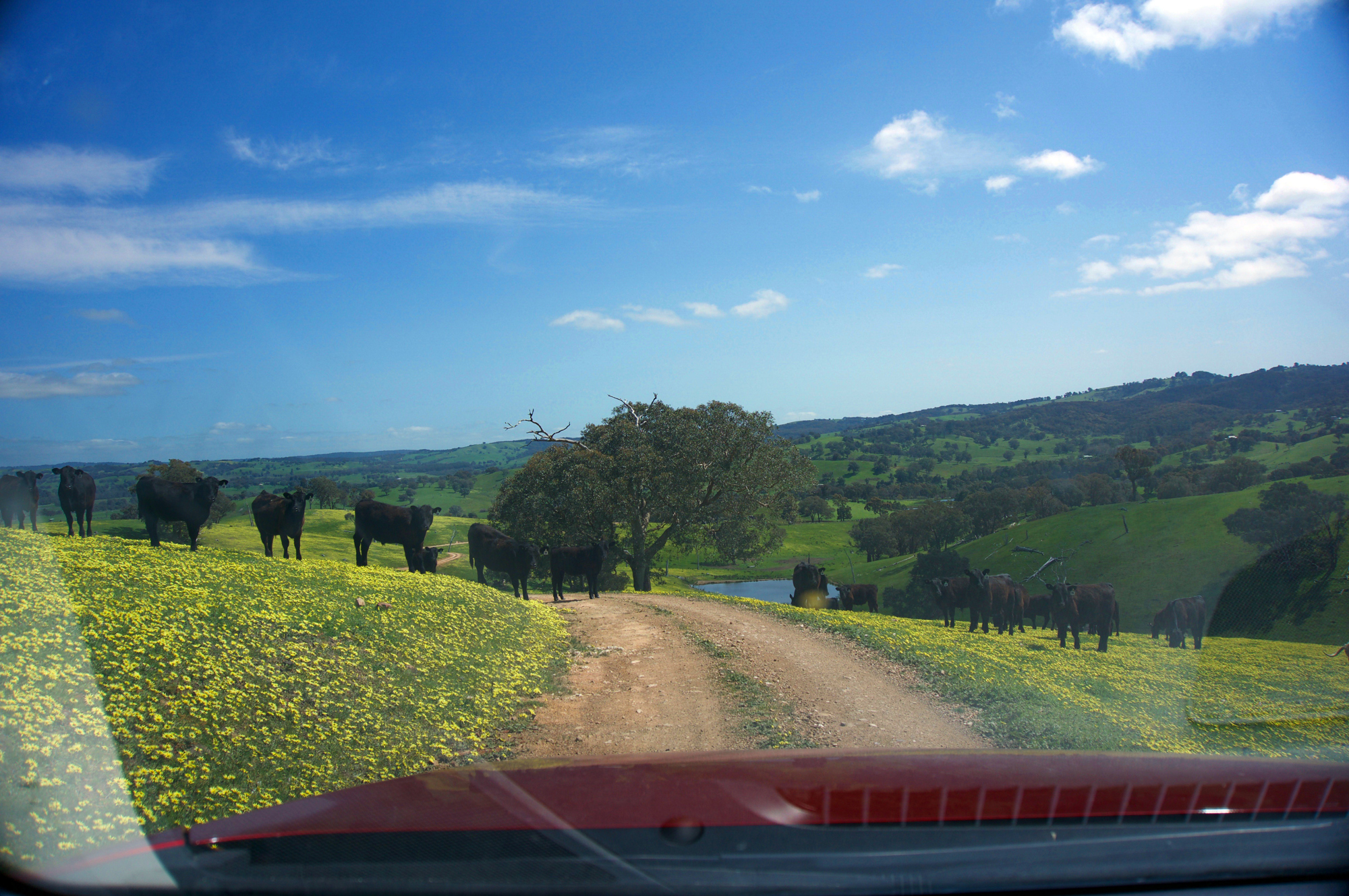 Many cows on a hillside, two standing on the road ahead.