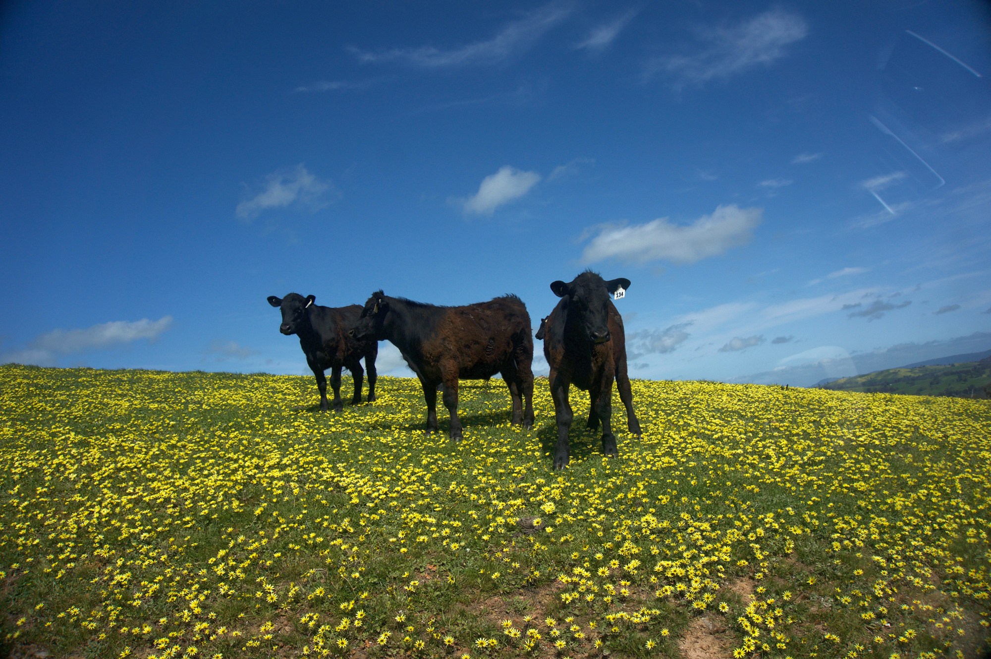 Three cows on a hillside, one staring straight at the camera.