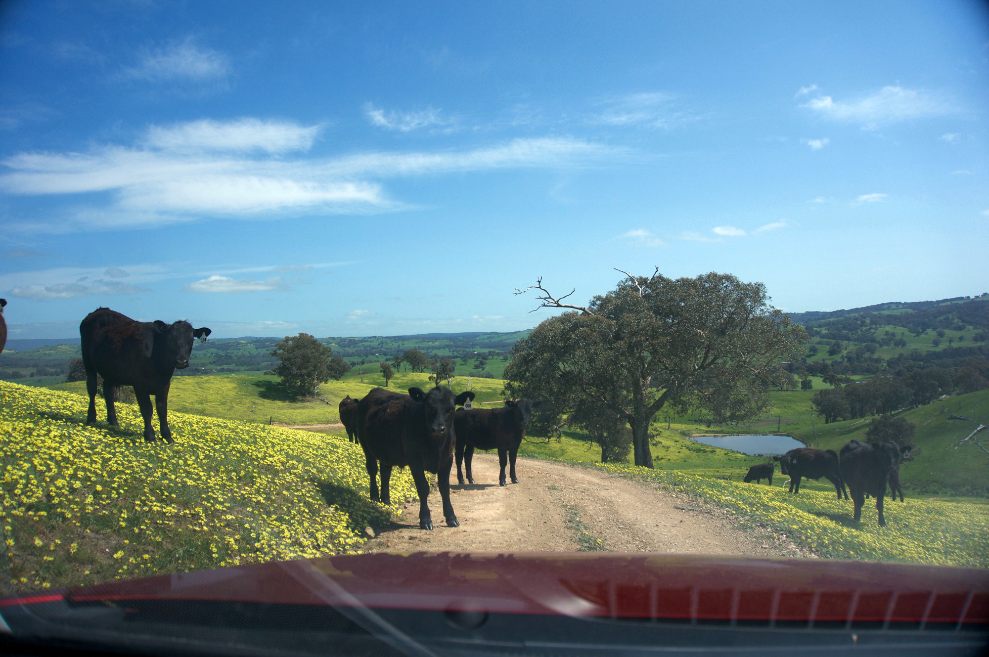 Four cows stare directly at the camera, which is pointing through the front windshield of a car. Two are standing on a dirt road, blocking the car, while the other two (and various others) stand nearby in the undulating, flower-and-grass-covered field.